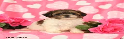 Shihpoo dogs for sale: Lucky - Ad 3