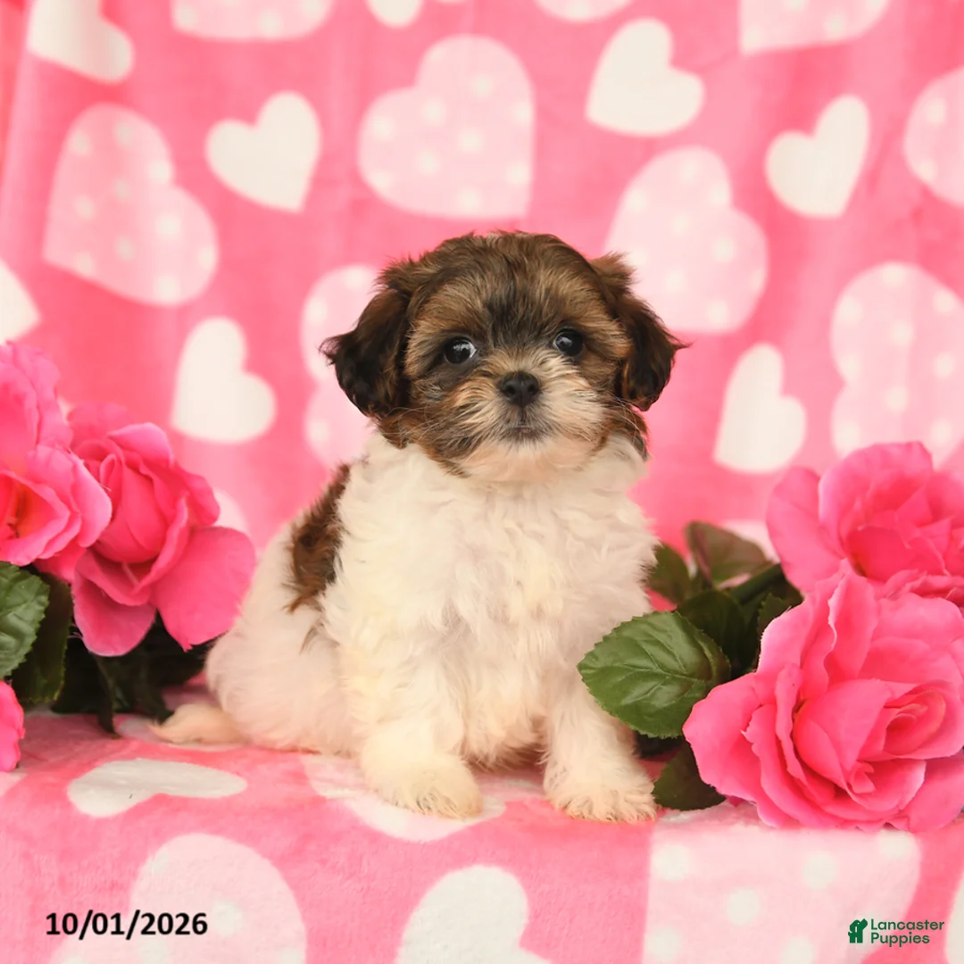 Shihpoo dogs for sale: Lucky - Ad 3