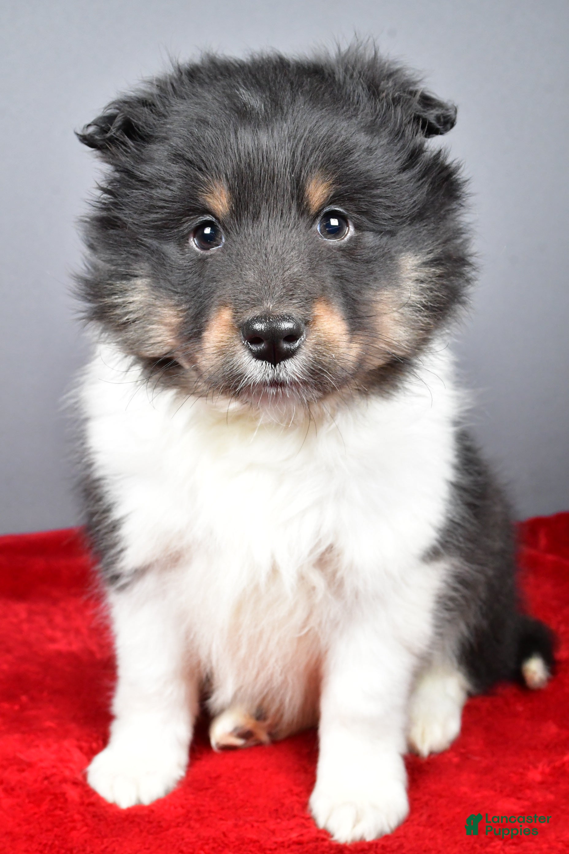 Shetland Sheepdog dogs Trixie - Ad 8