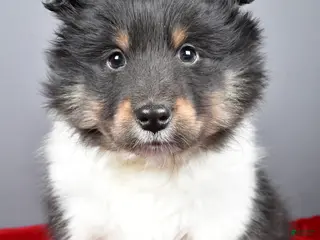 Shetland Sheepdog dogs Trixie - Ad 8