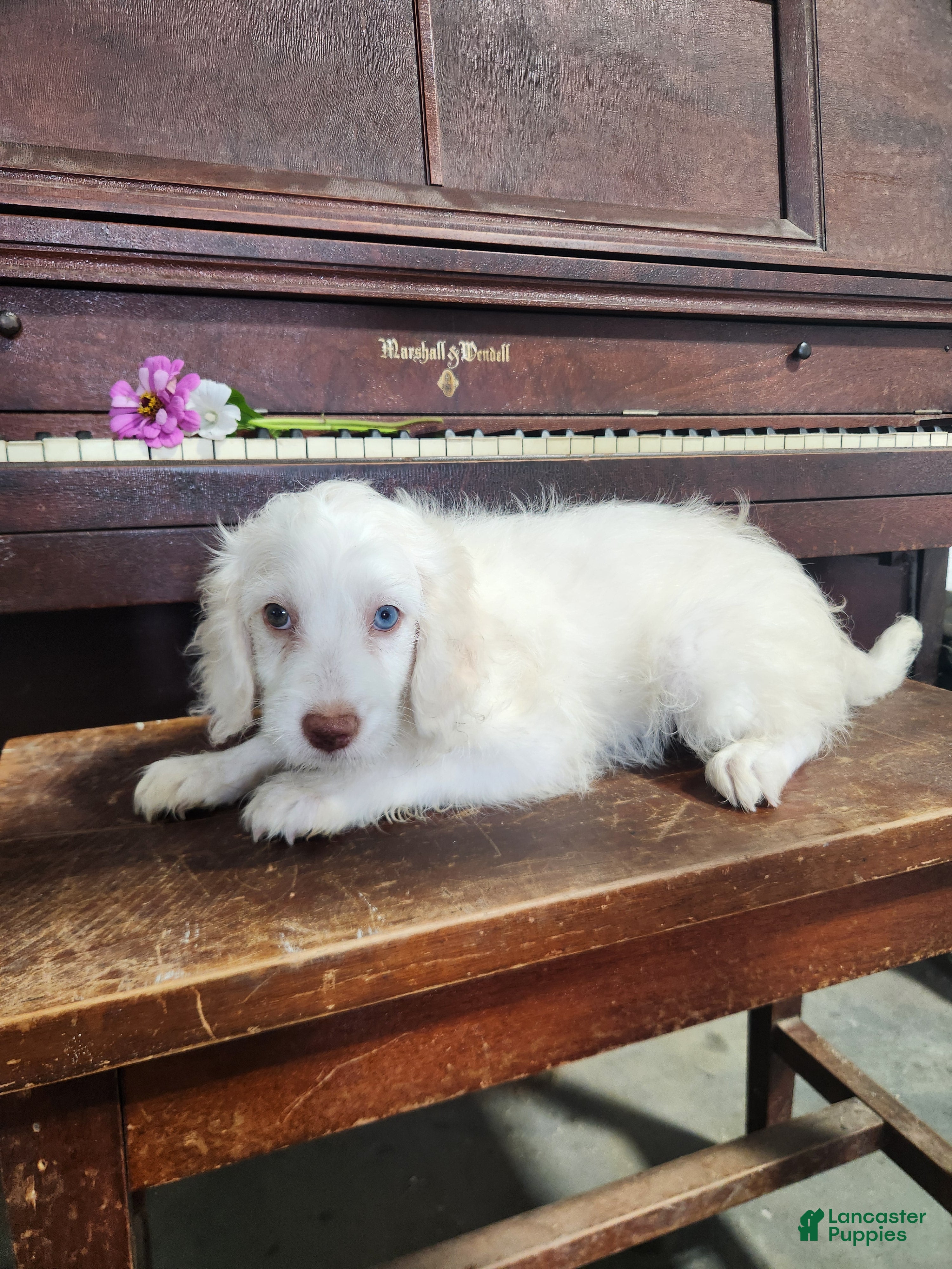 Cockapoo dogs Marshmallow - Ad 1
