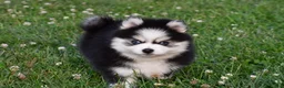 Pomsky dogs for sale: Patrick - Ad 8
