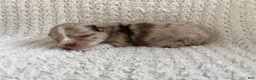 Chihuahua dogs for sale: Skylar - Ad 3