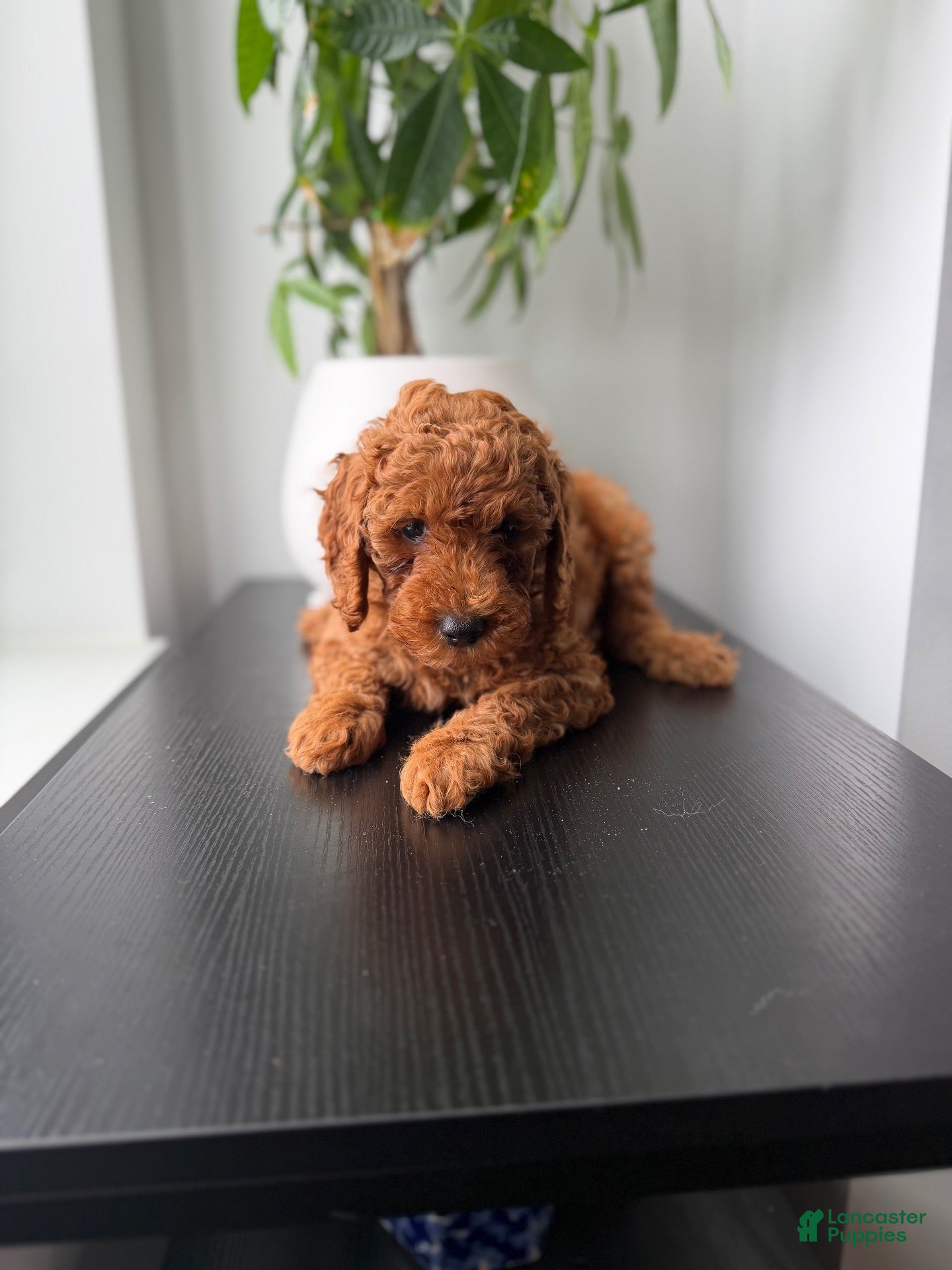 Toy Poodle dogs Teddy - Ad 35