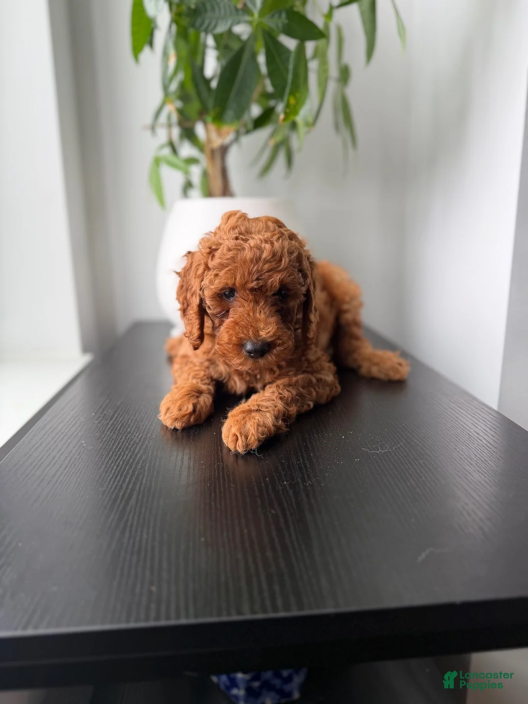 Toy Poodle dogs for sale: Teddy - Ad 1