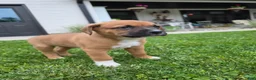 Mixed Breed dogs for sale: Bo - Ad 5
