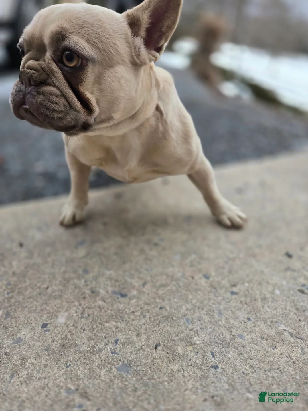 French Bulldog dogs for sale: French Bulldog Puppy 2 - Ad 6