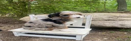Bernedoodle dogs for sale: Missy - Ad 12