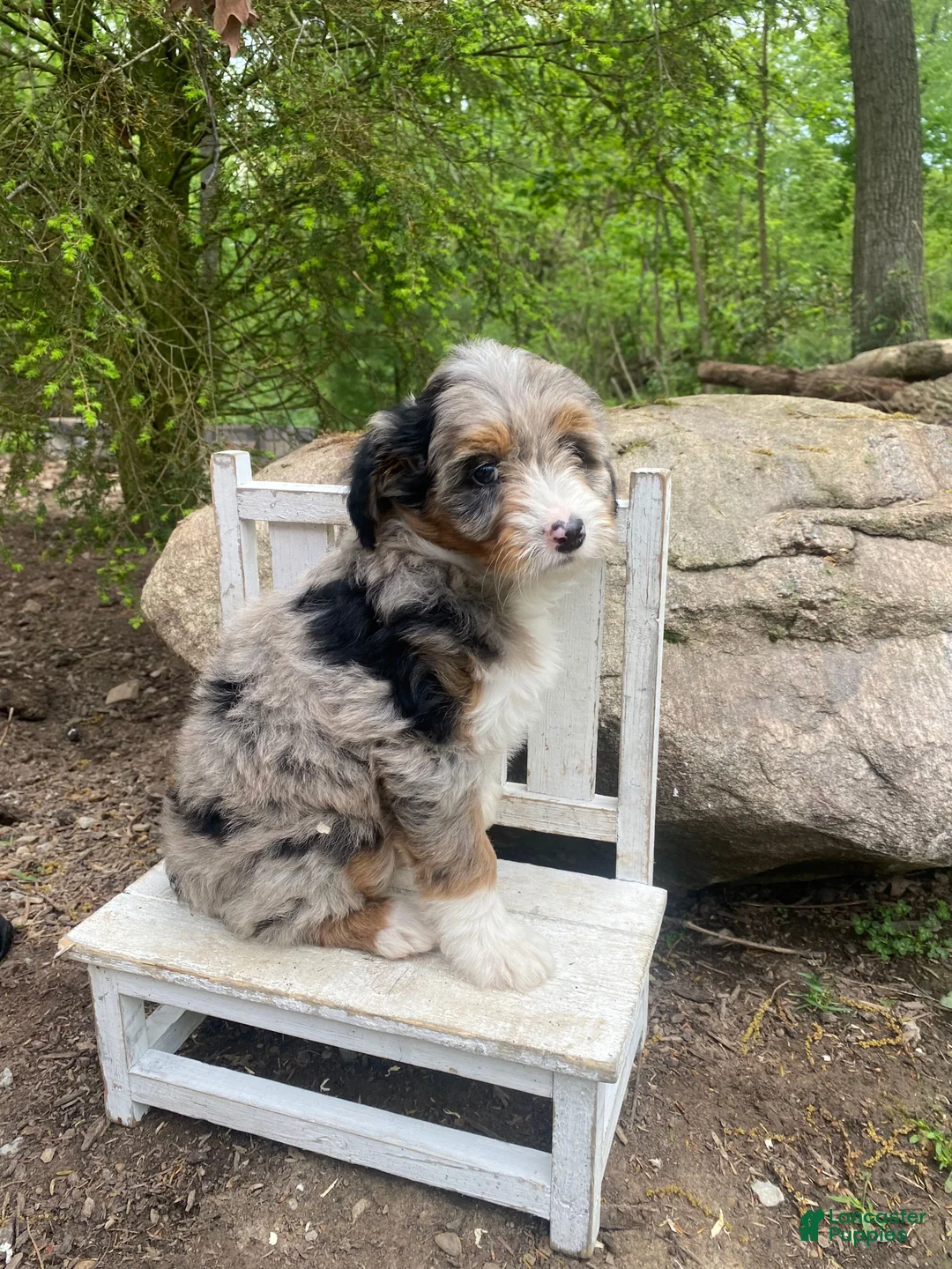 Bernedoodle dogs for sale: Missy - Ad 12