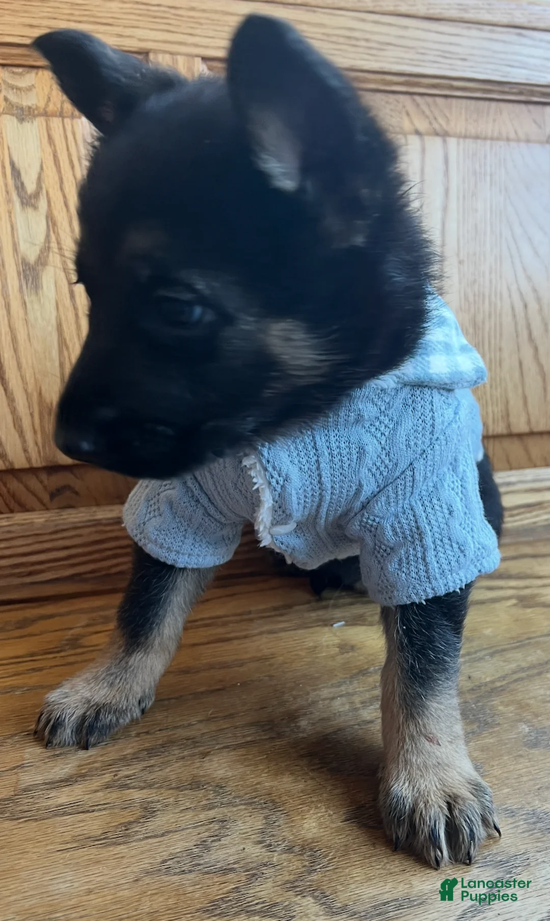 German Shepherd dogs for sale: Bonnie- German Shepherd Puppy  - Ad 5