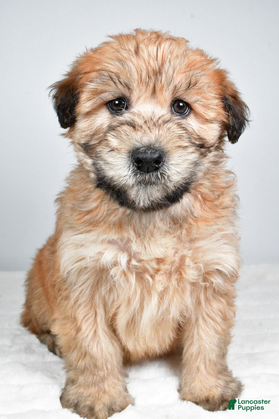 Soft Coated Wheaten Terrier dogs for sale: Angel - Ad 5