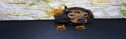 Miniature Dachshund dogs for sale: Butters - Ad 21
