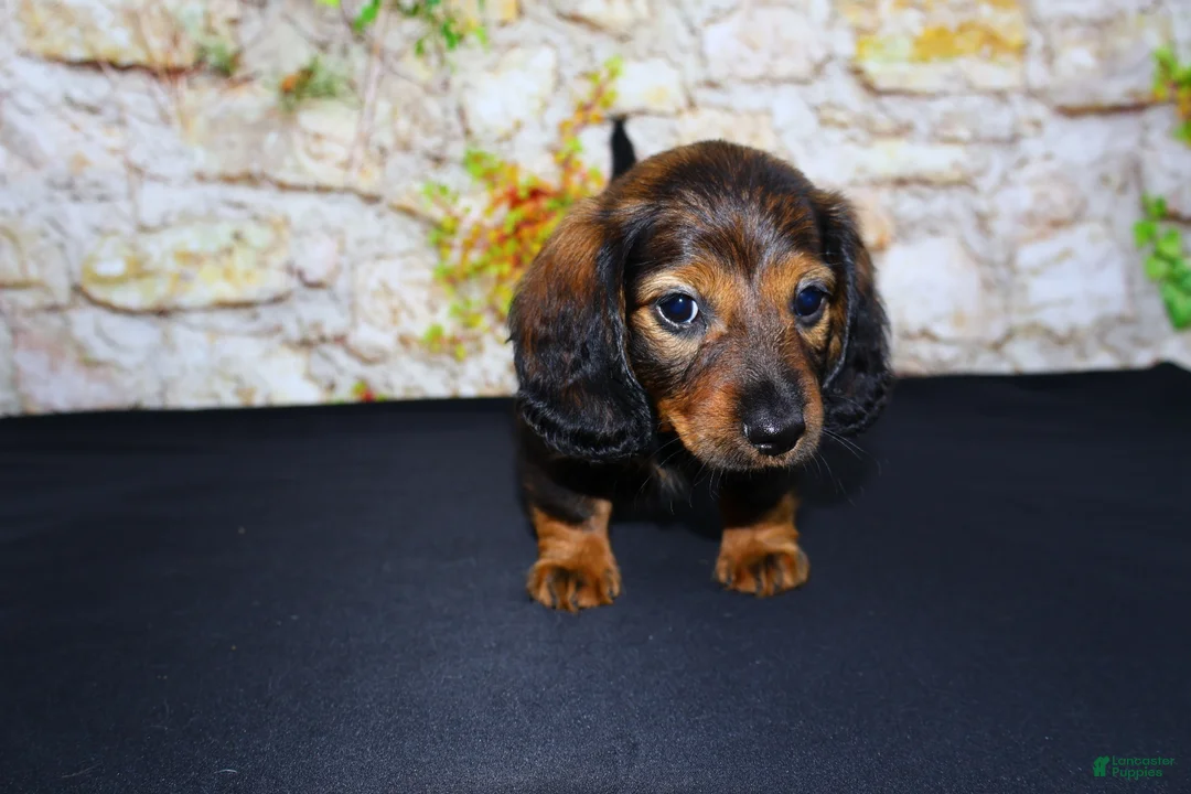 Miniature Dachshund dogs for sale: Butters - Ad 21