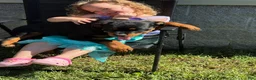 Rottweiler dogs for sale: Rottweiler 5 - Ad 2
