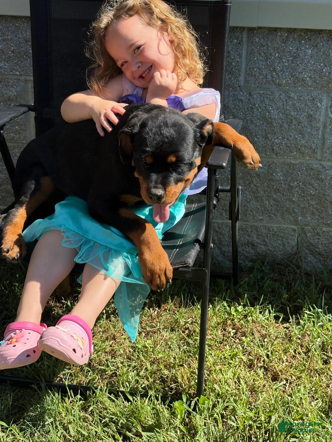 Rottweiler dogs for sale: Rottweiler 5 - Ad 2