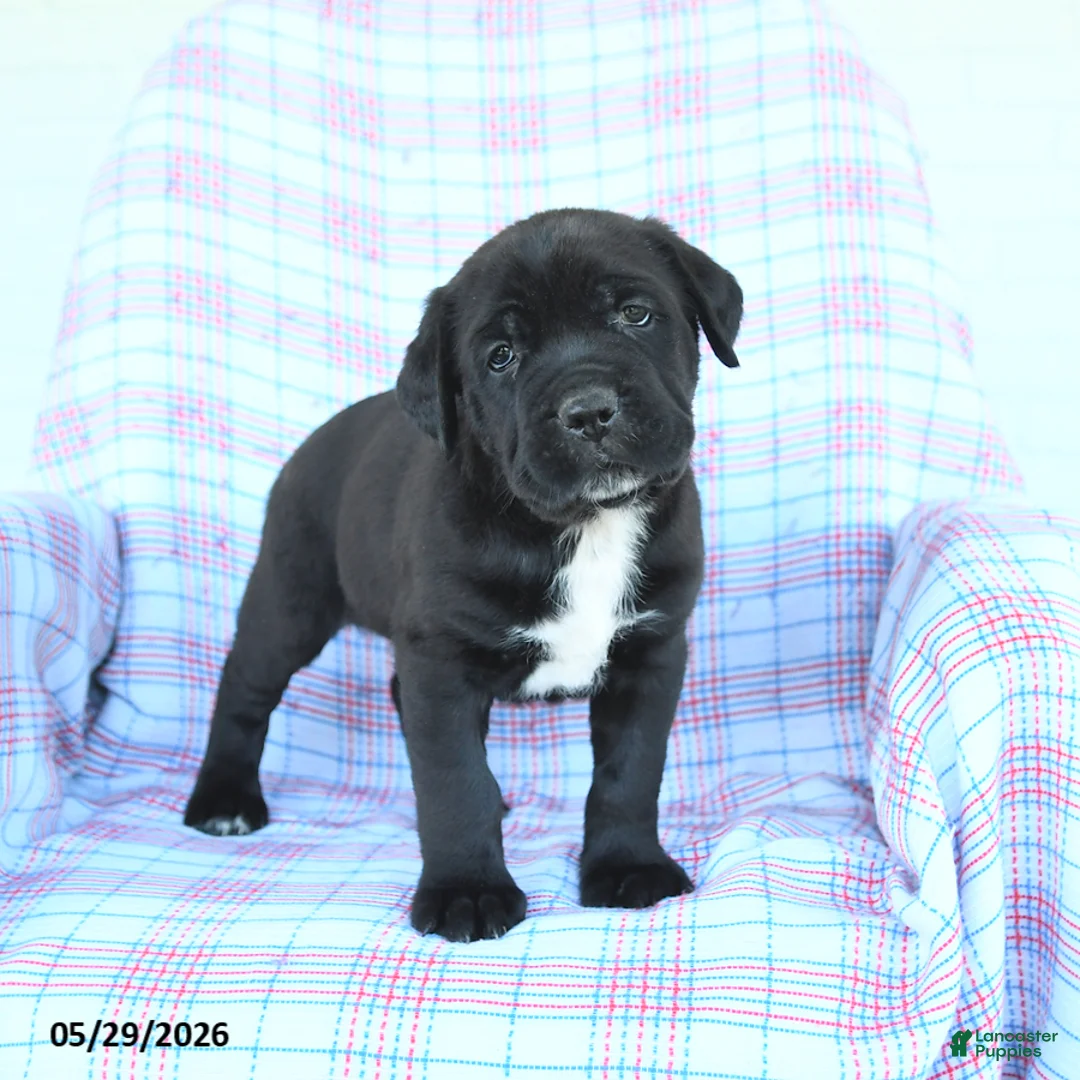 Cane Corso dogs for sale: Stanley - Ad 1