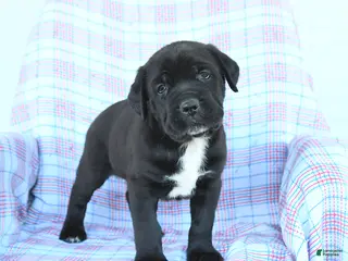 Cane Corso dogs for sale: Stanley - Ad 1