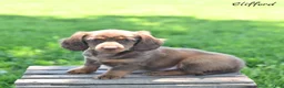 Miniature Dachshund dogs for sale: Clifford  - Ad 5