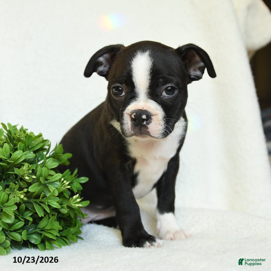 Boston Terrier dogs for sale: Gerldine - Ad 1