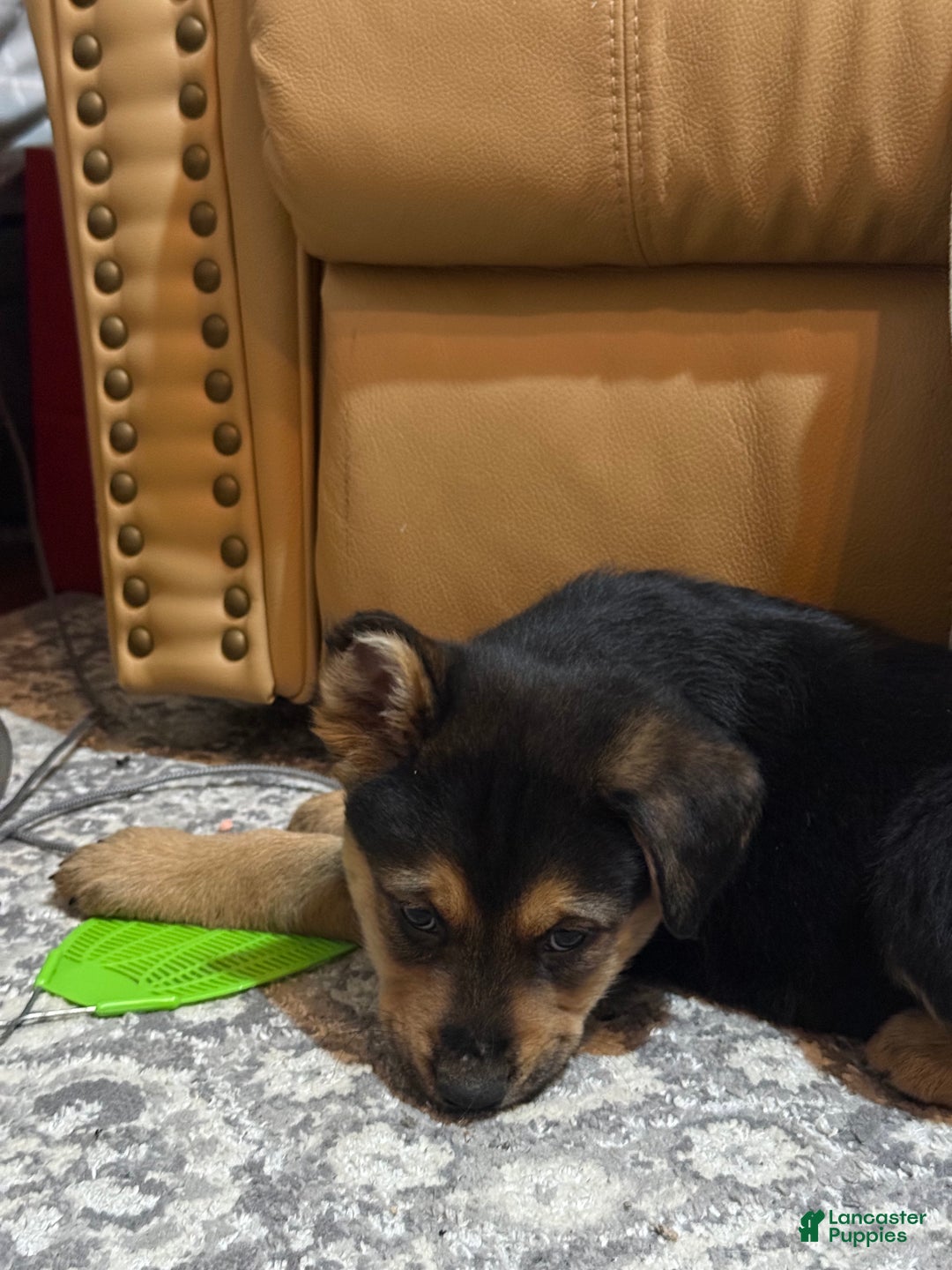 Mixed Breed dogs for sale: Mixed Breed Puppy 2 - Ad 4