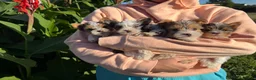Yorkshire Terrier dogs for sale: Yorkshire Terrier 1 - Ad 4