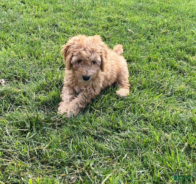 Mini Goldendoodle dogs Nancy - Ad 1