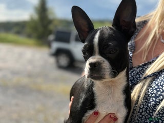 Frenchton dogs - Ad 9