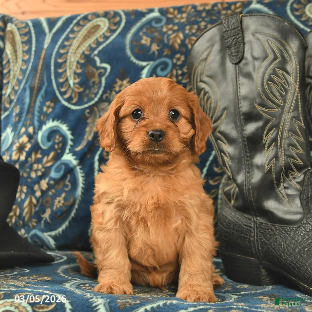 Cavapoo dogs for sale: Tesla  - Ad 2