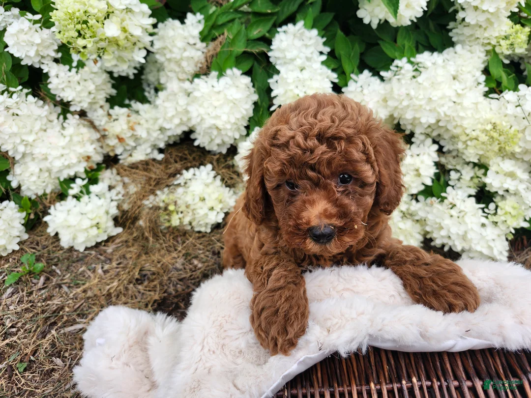 Miniature Poodle dogs for sale: Bella  - Ad 2