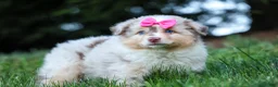 Miniature Australian Shepherd dogs for sale: LILY - Ad 1