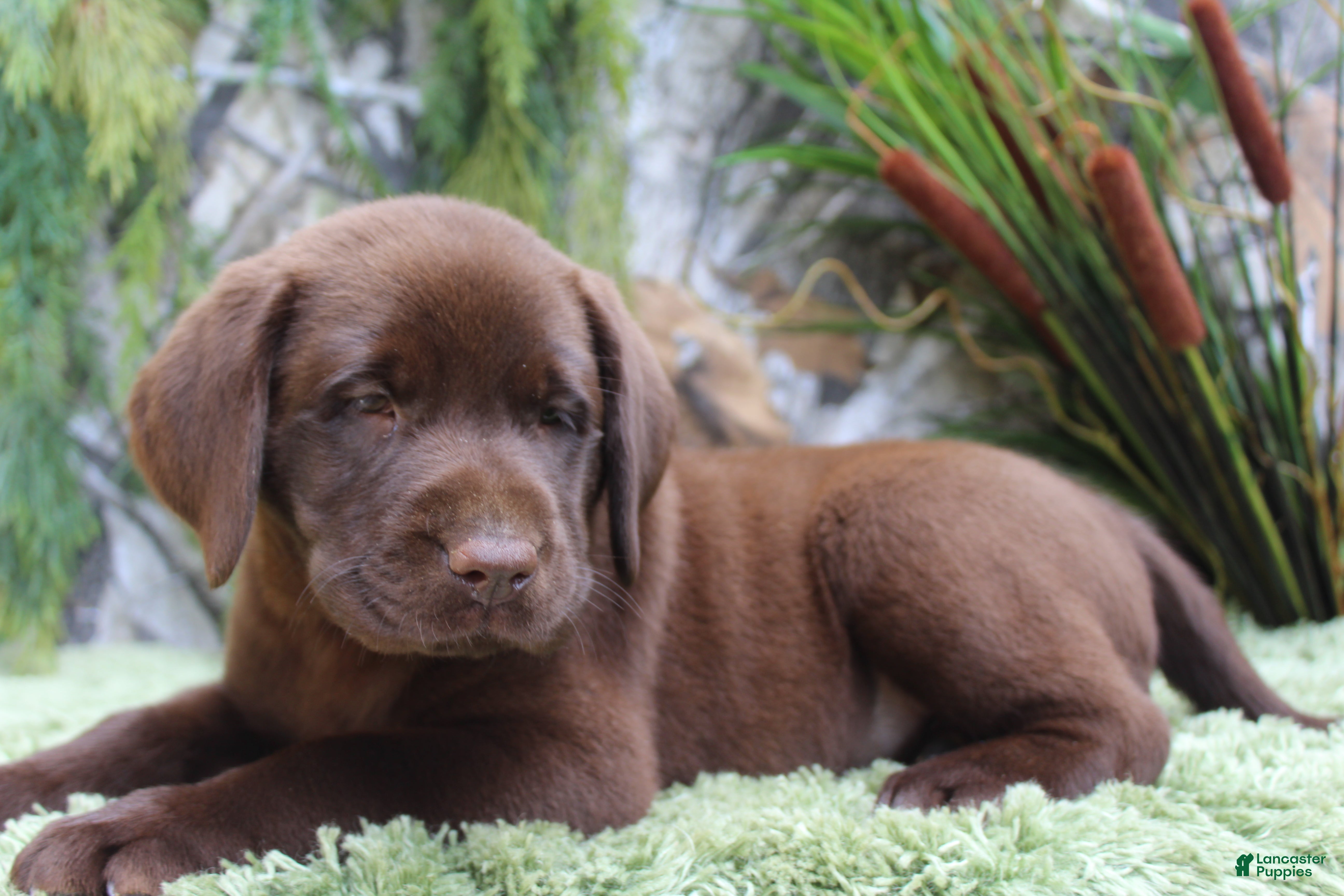 Labrador Retriever dogs Woody - Ad 1