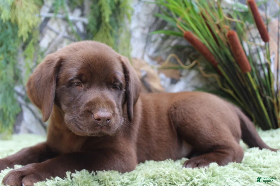 Labrador Retriever dogs for sale: Woody - Ad 1
