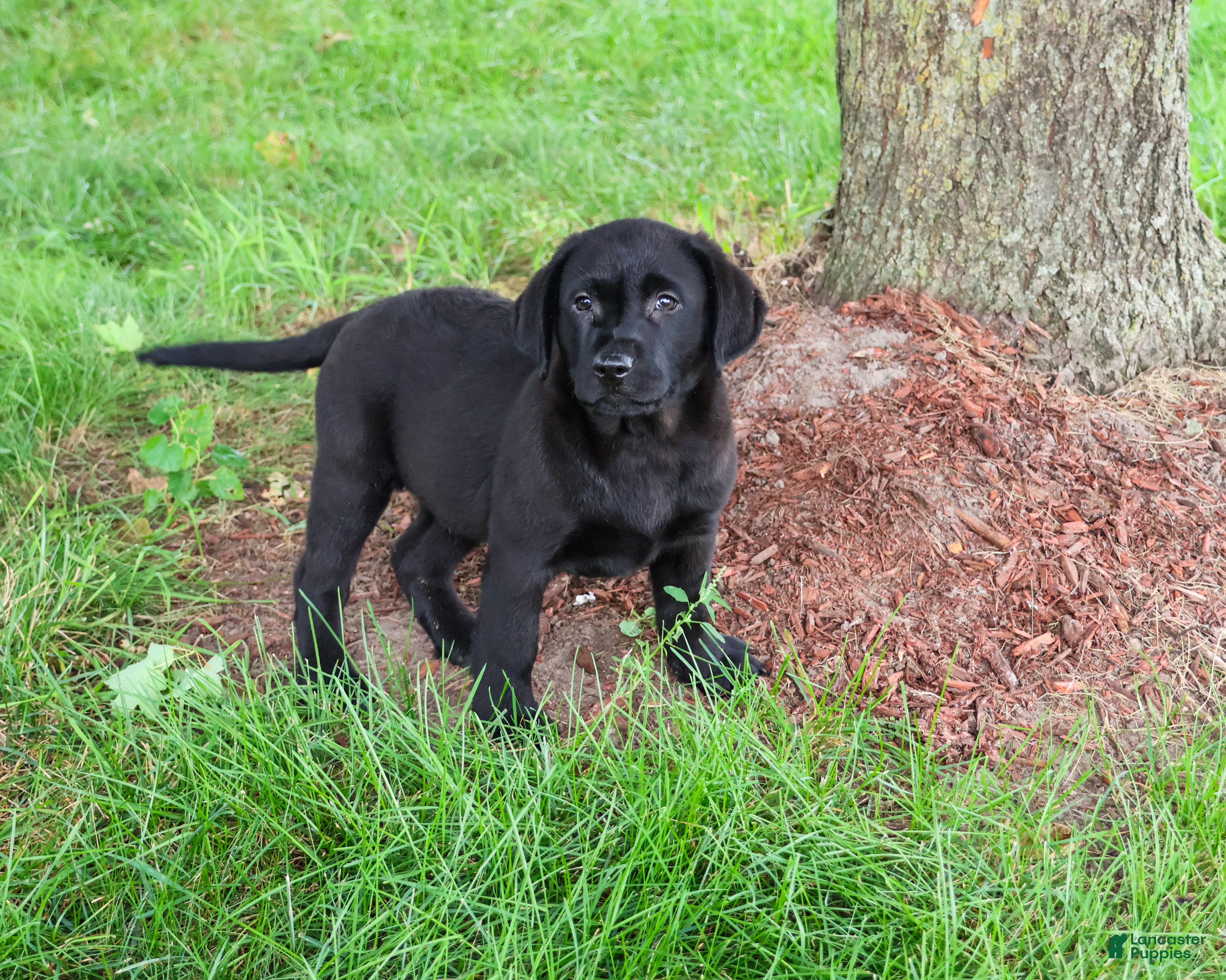 Labrador Retriever dogs Melvin - Ad 2