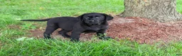 Labrador Retriever dogs for sale: Melvin - Ad 2