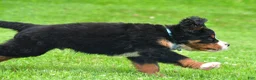 Bernese Mountain Dog dogs for sale: Ned - Ad 5