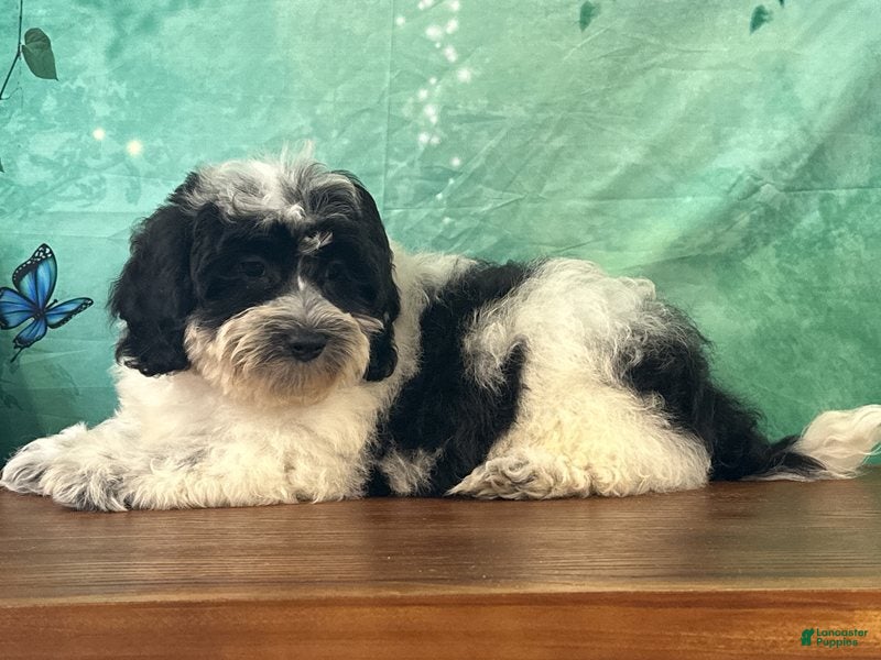 Teddy Bear dogs Willie - Ad 1