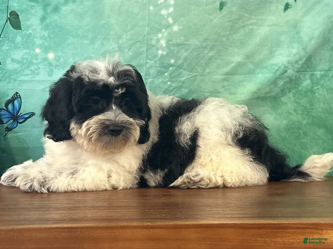 Teddy Bear dogs for sale: Willie - Ad 1