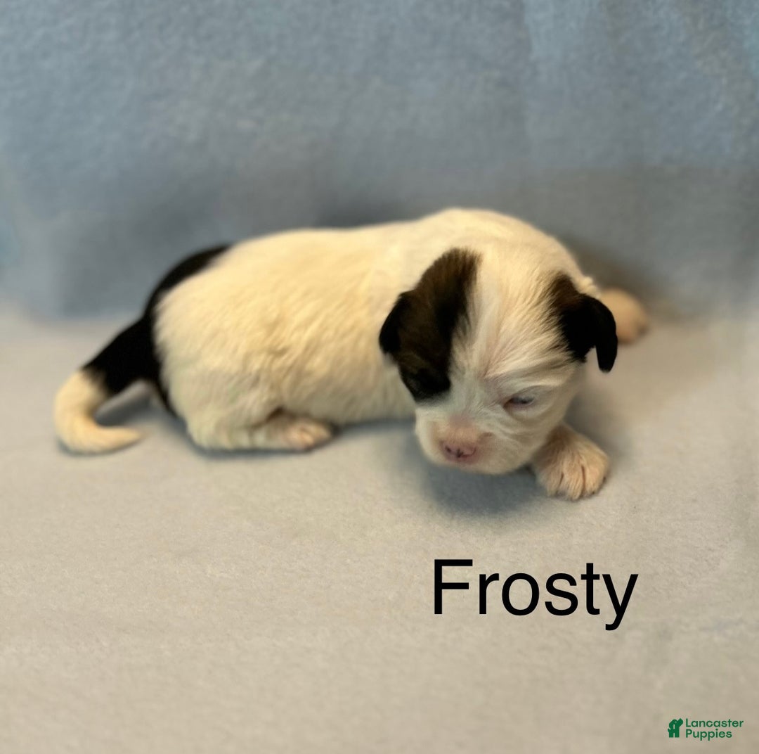 Lhasa Apso dogs for sale: Lhasa Apso Puppy 1 - Ad 2