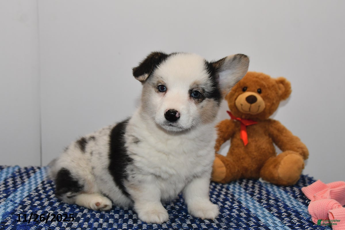 Welsh Corgi Pembroke dogs for sale: Molly - Ad 1