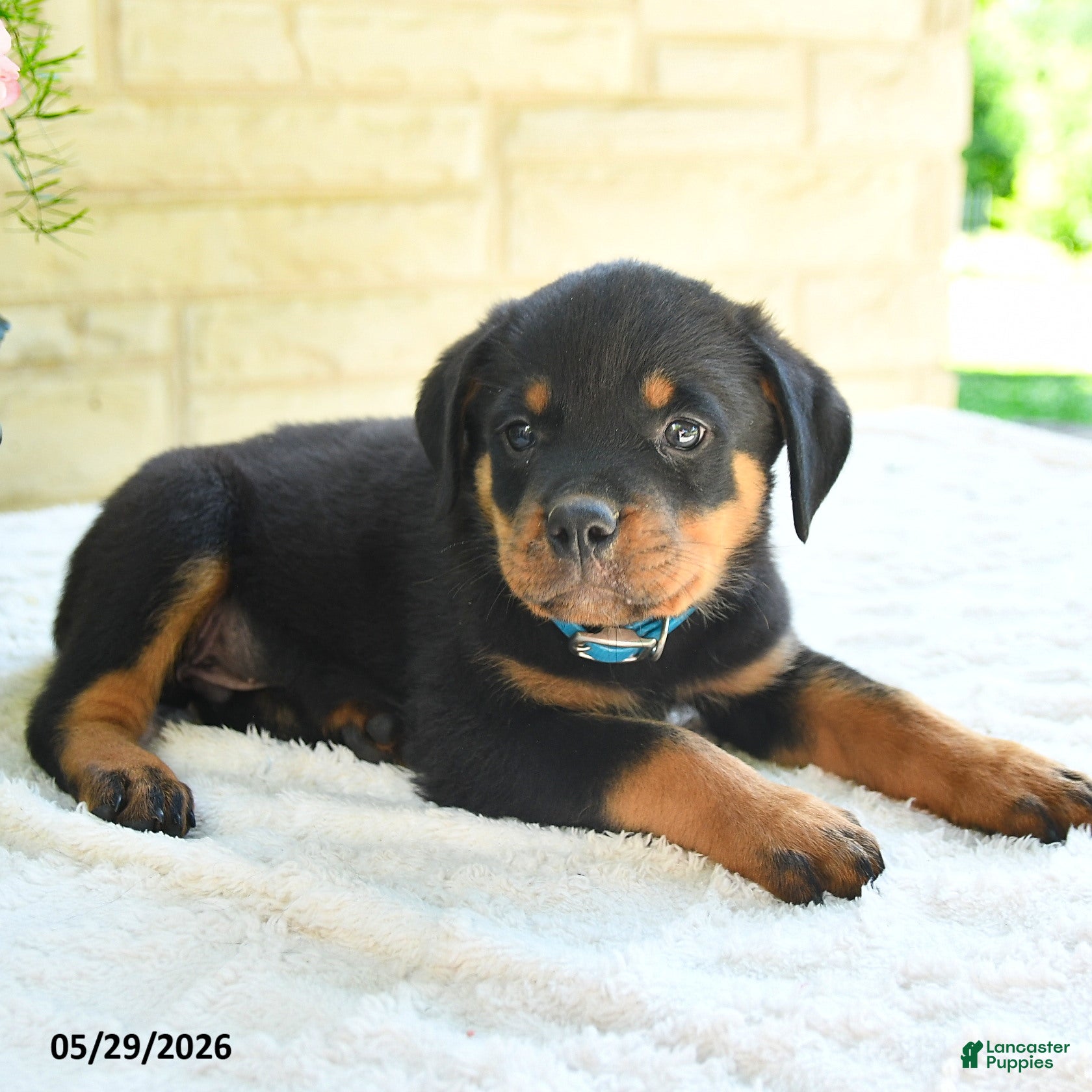 Rottweiler dogs Landon - Ad 2