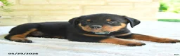Rottweiler dogs for sale: Landon - Ad 2