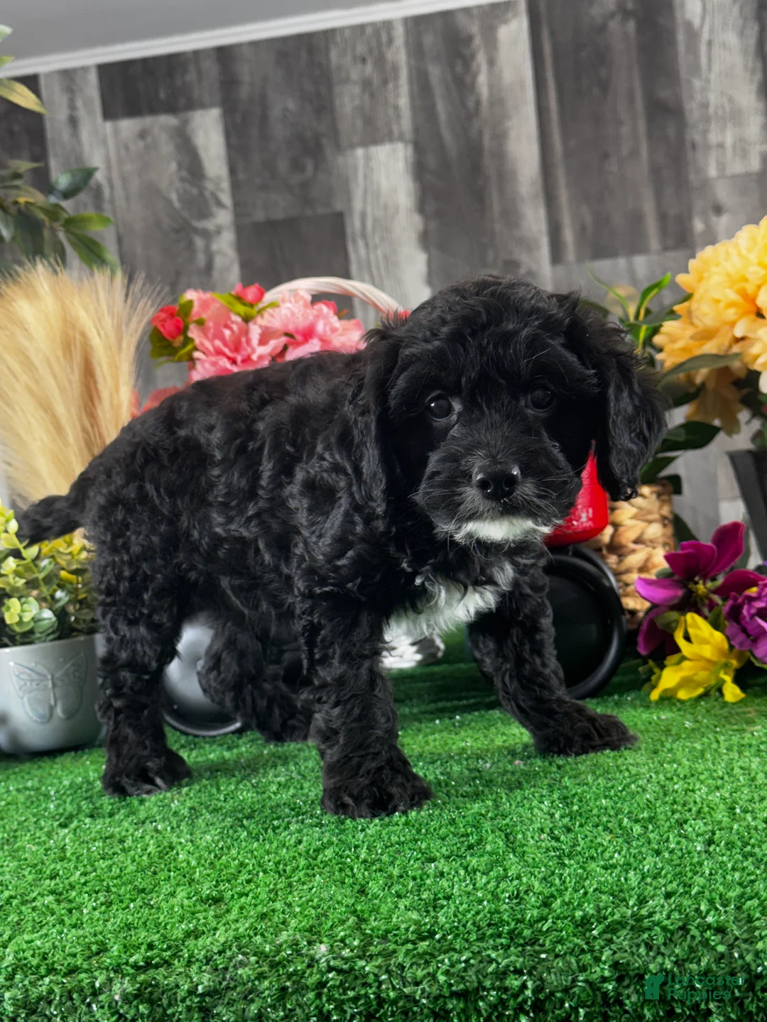 Cavapoo dogs for sale: Nero - Ad 1