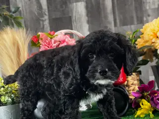 Cavapoo dogs Nero - Ad 31