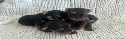 Yorkshire Terrier dogs for sale: Sara - Ad 8