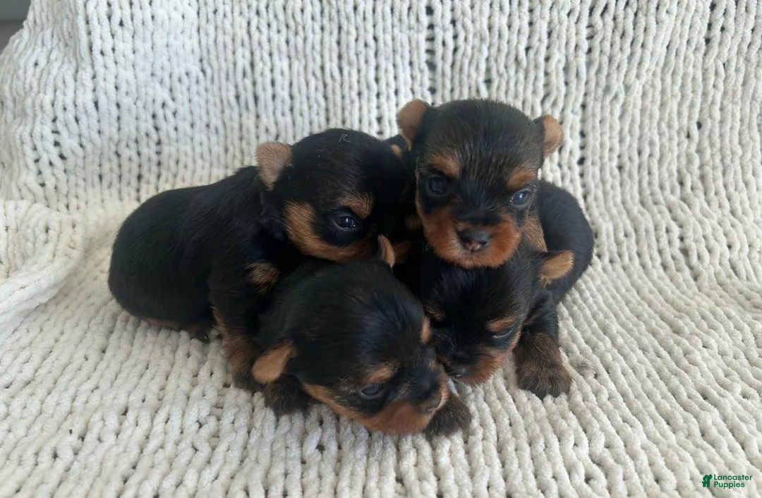 Yorkshire Terrier dogs for sale: Sara - Ad 8