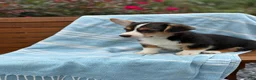 Welsh Corgi Pembroke dogs for sale: Jett - Ad 4