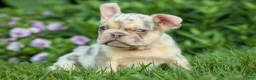 French Bulldog dogs for sale: Spencer 🐾 - Ad 12