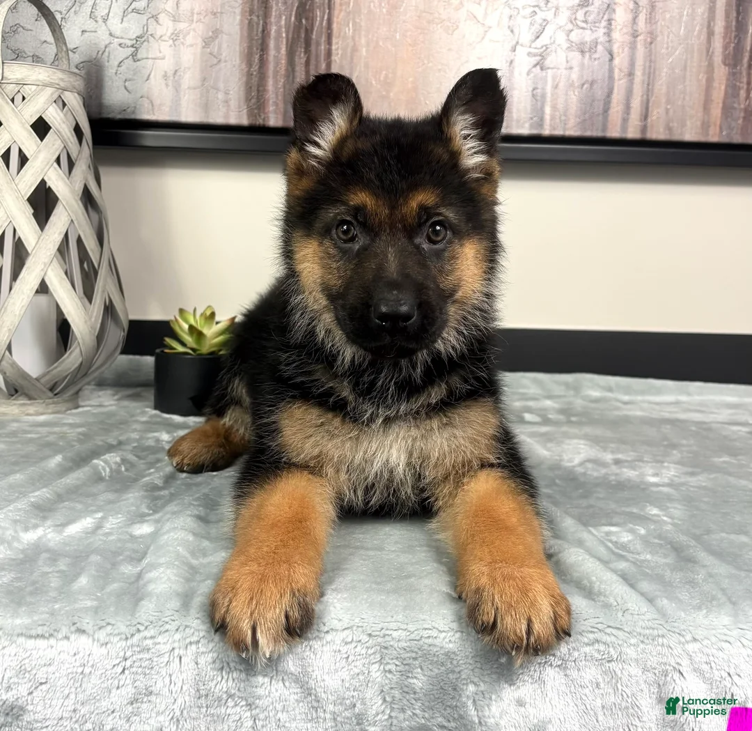 German Shepherd dogs for sale: Girl: Ava - Ad 6