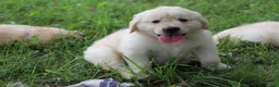 Golden Retriever dogs for sale: Golden Retriever 6 - Ad 4