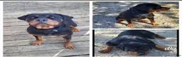 Rottweiler dogs for sale: Rottweiler Puppy 1 - Ad 2